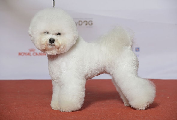 Bichon frise