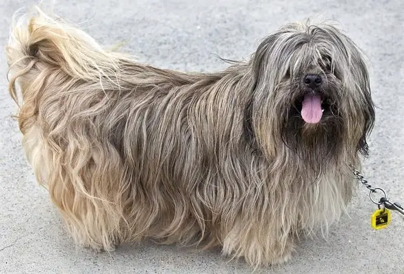 Lhasa Apso