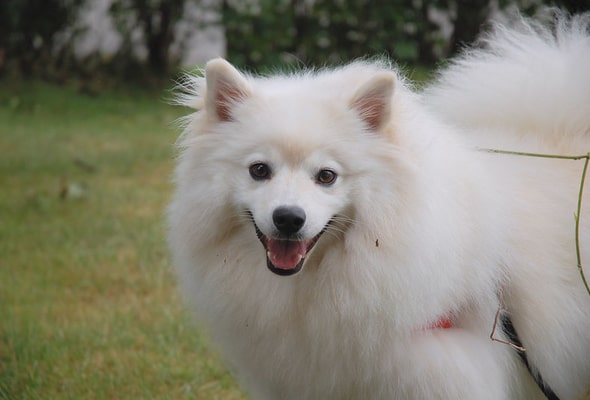 American Eskimo