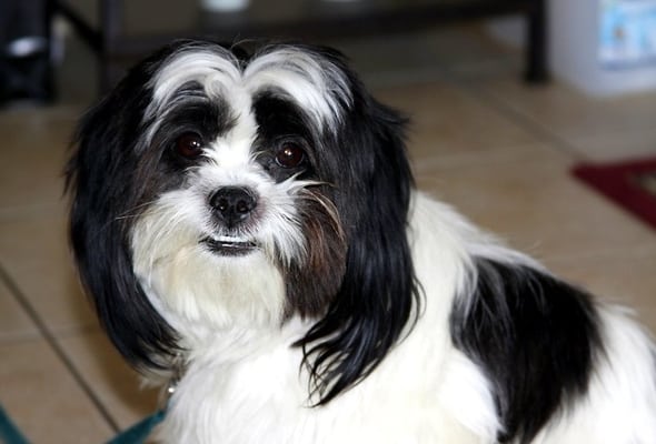 Shi Tzu