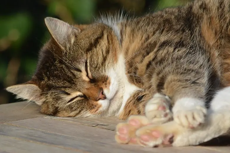 Cat sleeping on wood