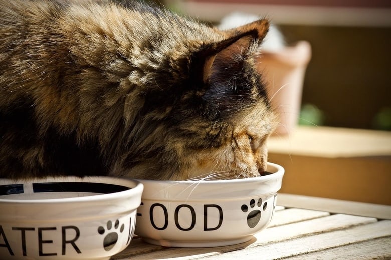 Cat having its meal on bowl