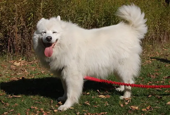 Samoyed