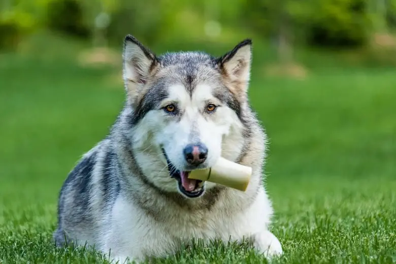 Siberian husky biting a bone
