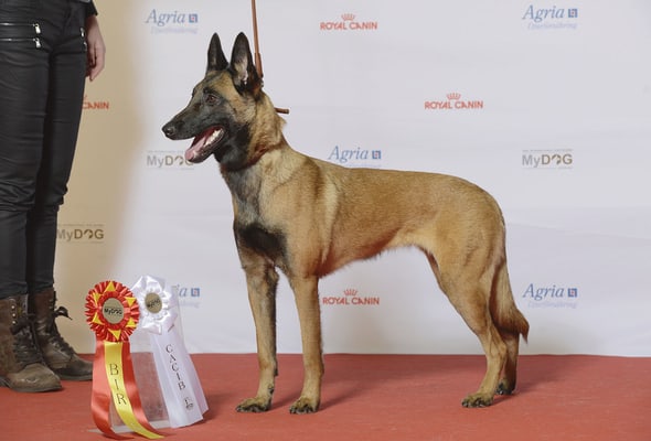 Belgian Malinois