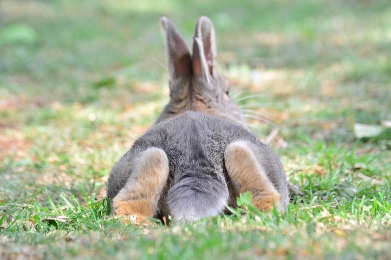 Gray rabbit resting