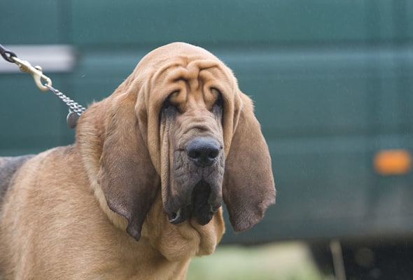 Bloodhound