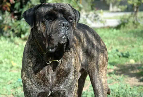 Bullmastiff standing