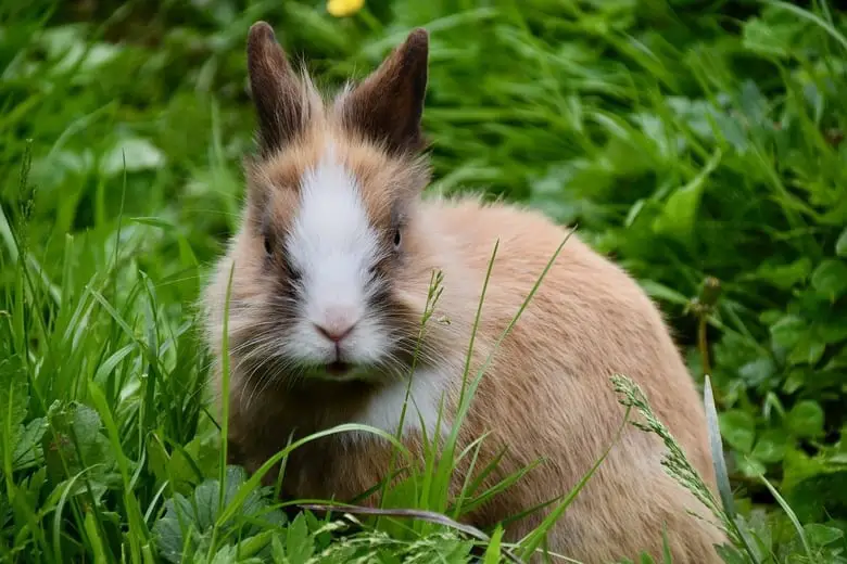 Dwarf rabbit on the grass