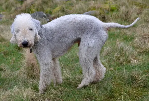 Bedlington terrier