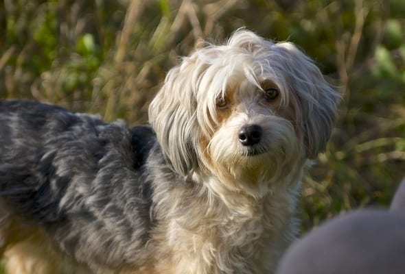 Tibetan terrier