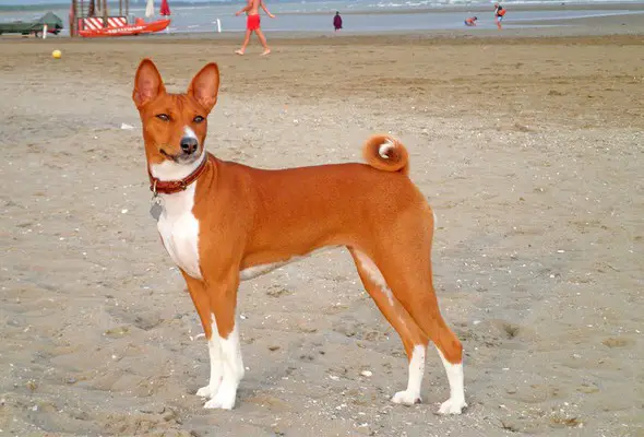 Basenji