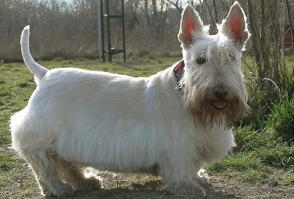 Scottish terrier