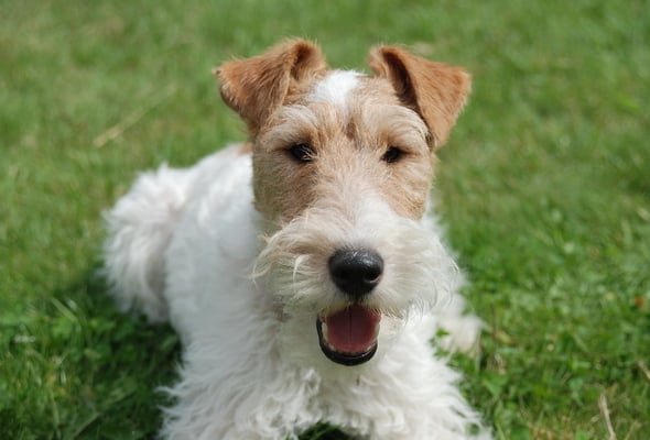 Wire fox terrier