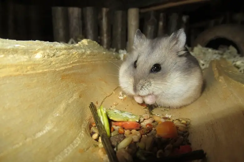 A cute hamster eating