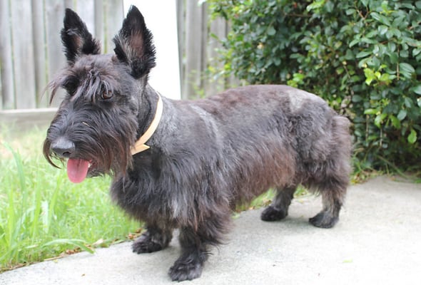 Scottish terrier