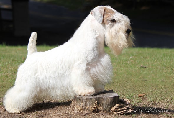 10 Very Unique Terriers With Beards (With Pictures) - Bela Pets