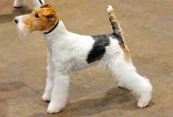 Wire Fox Terrier