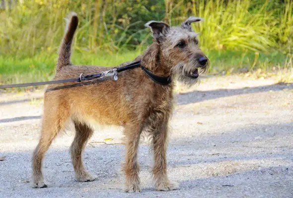 Irish Terrier