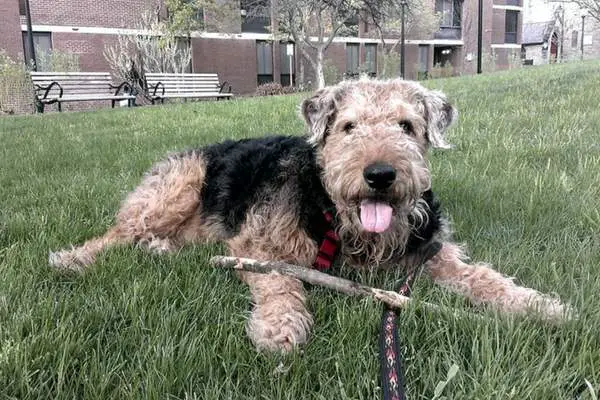 Airedale terrier playing stick