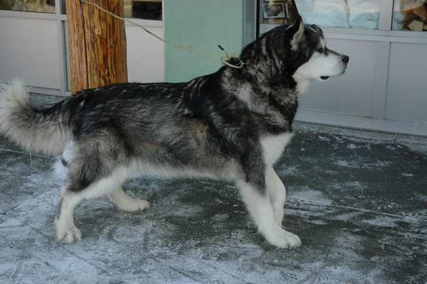 Alaskan malamute