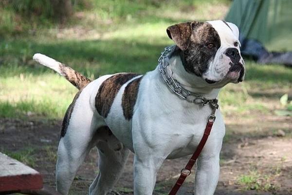 American bulldog