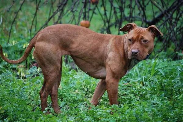 American pit bull terrier