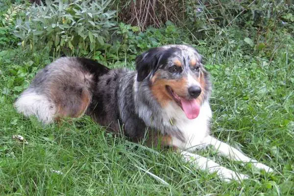 Australian shepherd on the grass