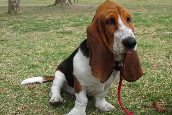 Basset hound sitting