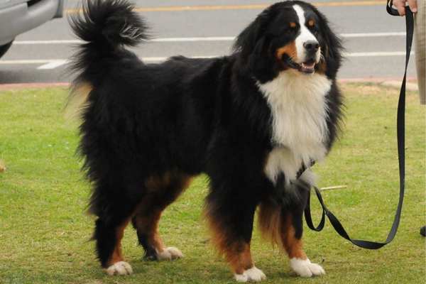 Bernese mountain dog