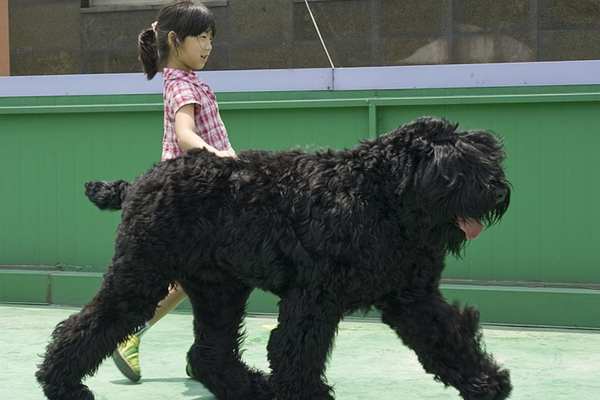 Black russian terrier