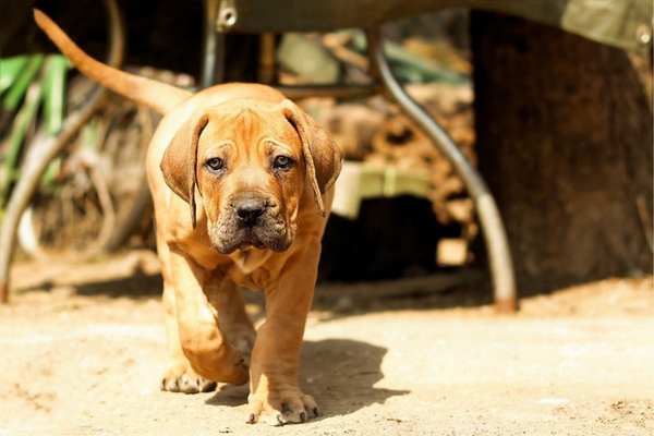 Boerboel walking