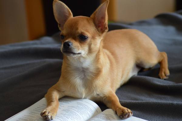 Chihuahua on the bed