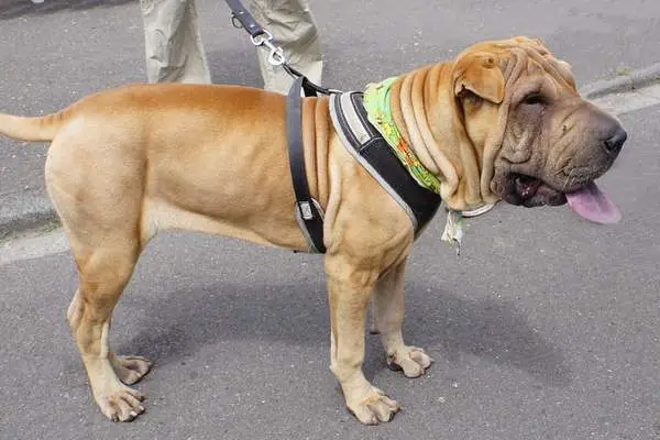 Chinese shar-pei on the street