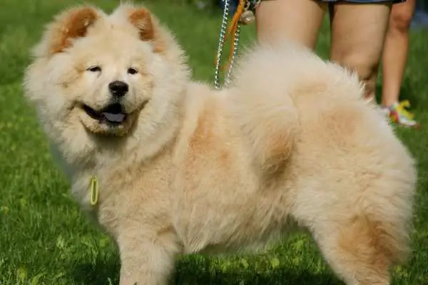 Chow chow in the grass
