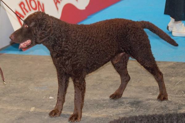 Curly-coated retriever