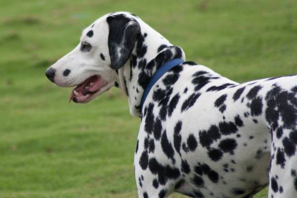 Dalmatian in the field