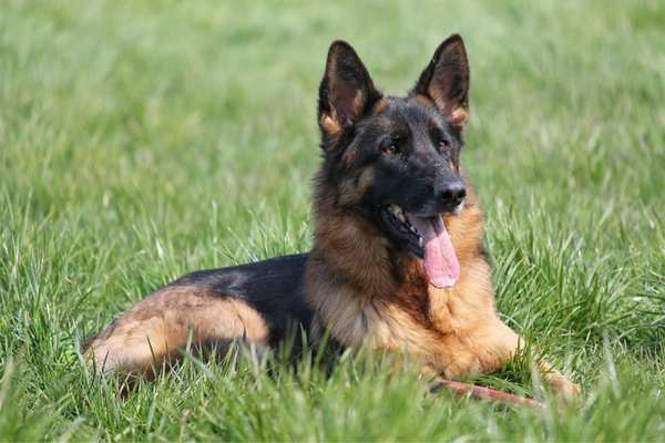 German sheperd in the grass