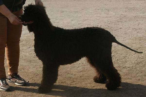 Irish water spaniel