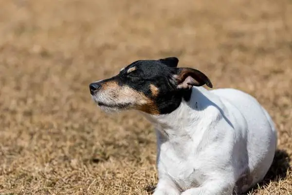 Jack russell terrier in an open field