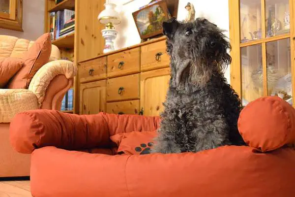 Kerry blue terrier sitting on his bed