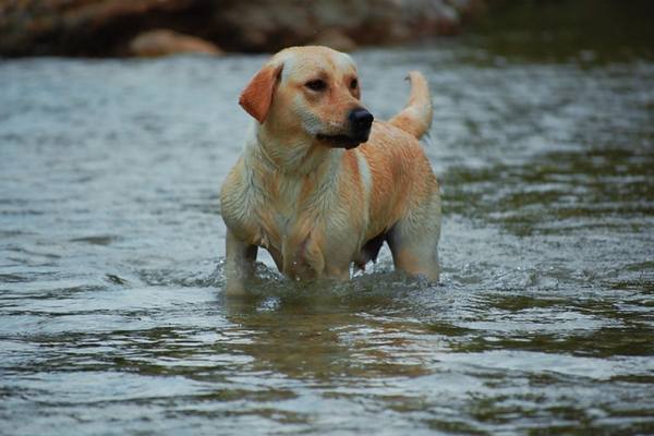 Labrador retriever