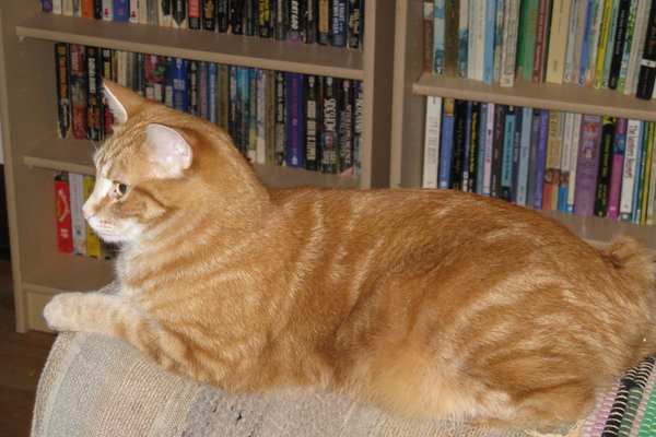 Manx cat sitting on mat