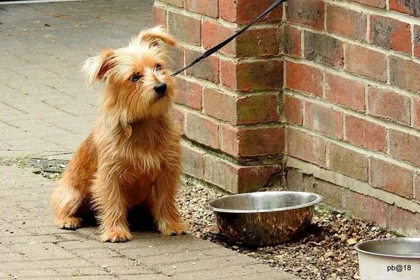 Norfolk terrier eating outside