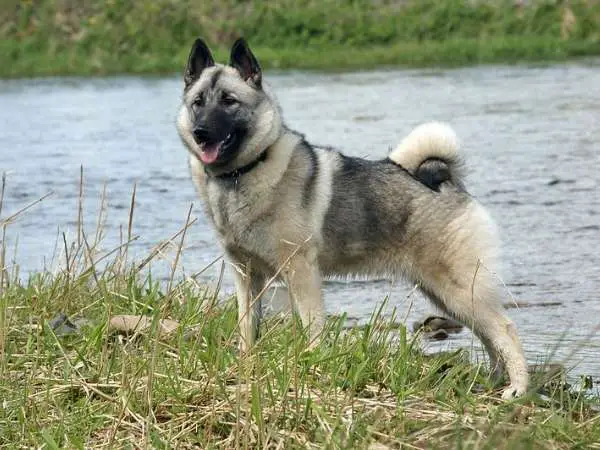 Norwegian elkhound in river bank