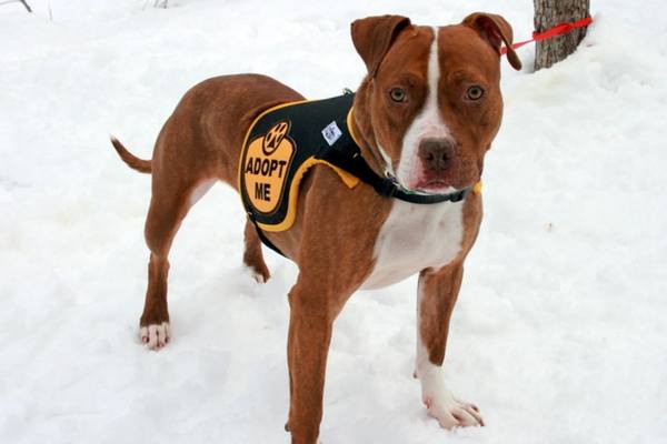 Pit bull in snowy field