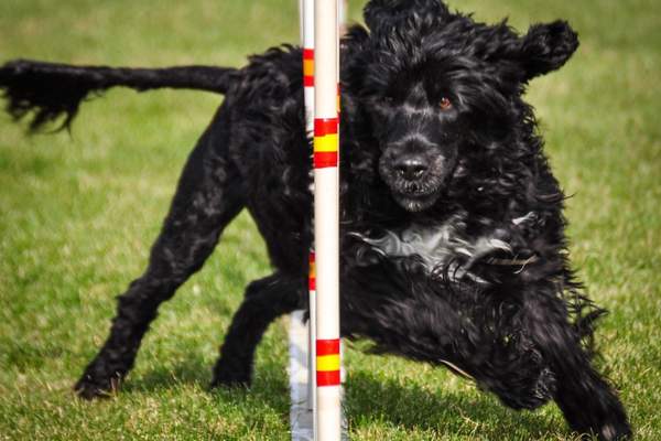 Portuguese water dog agiiity