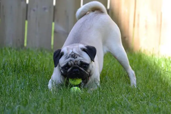 Pug playing in the yard
