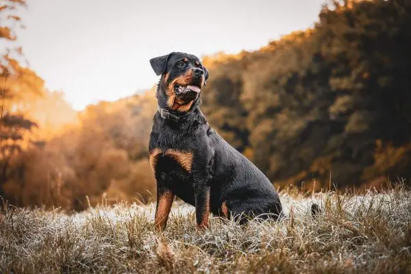 Rottweiler sitting on the grass
