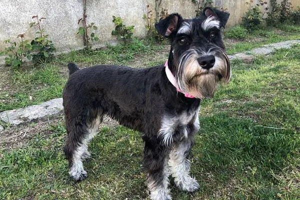 Schnauzer in the backyard